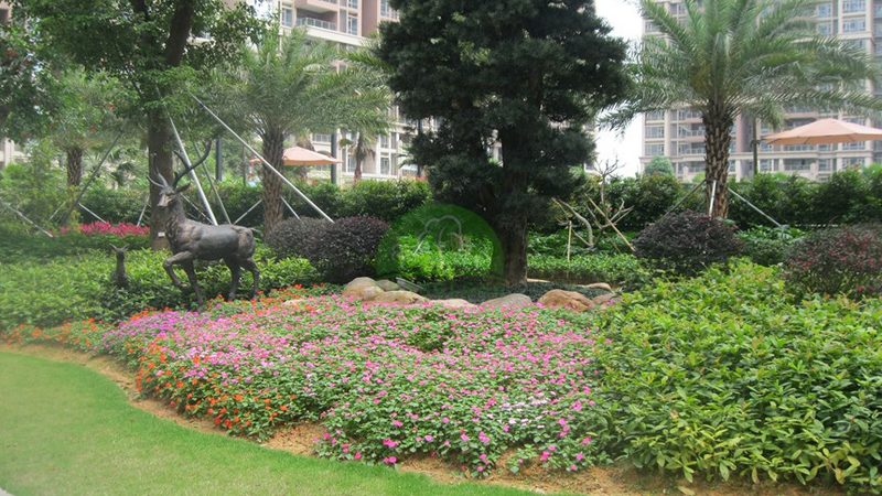 道路绿化设计规范：植物选择与成活率保障策略