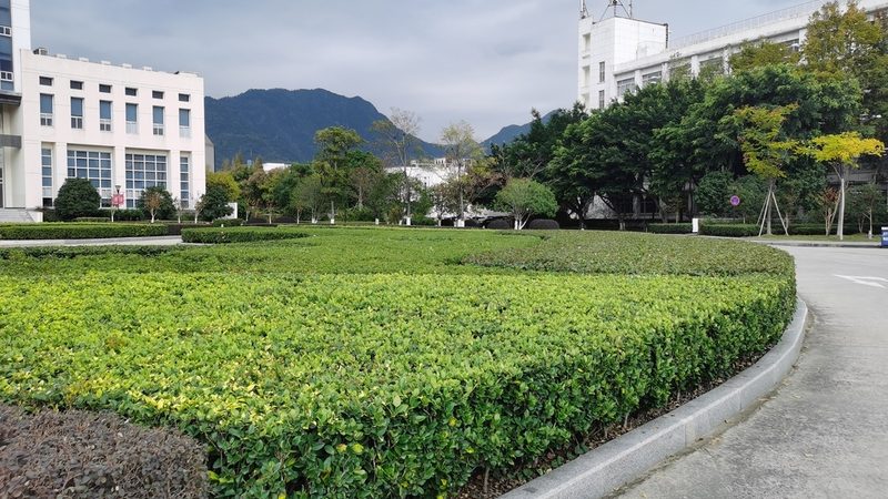 杭州办公室植物租赁，如何选择性价比高的方案