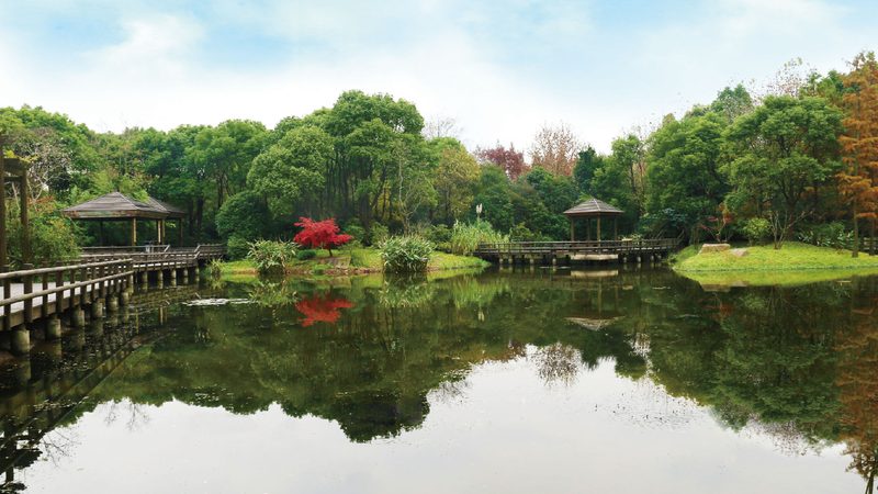 成都苗木种植技术：因地制宜的种植技巧解析